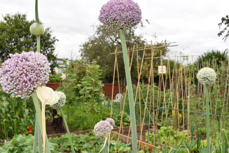 Nightingale Community Gardens